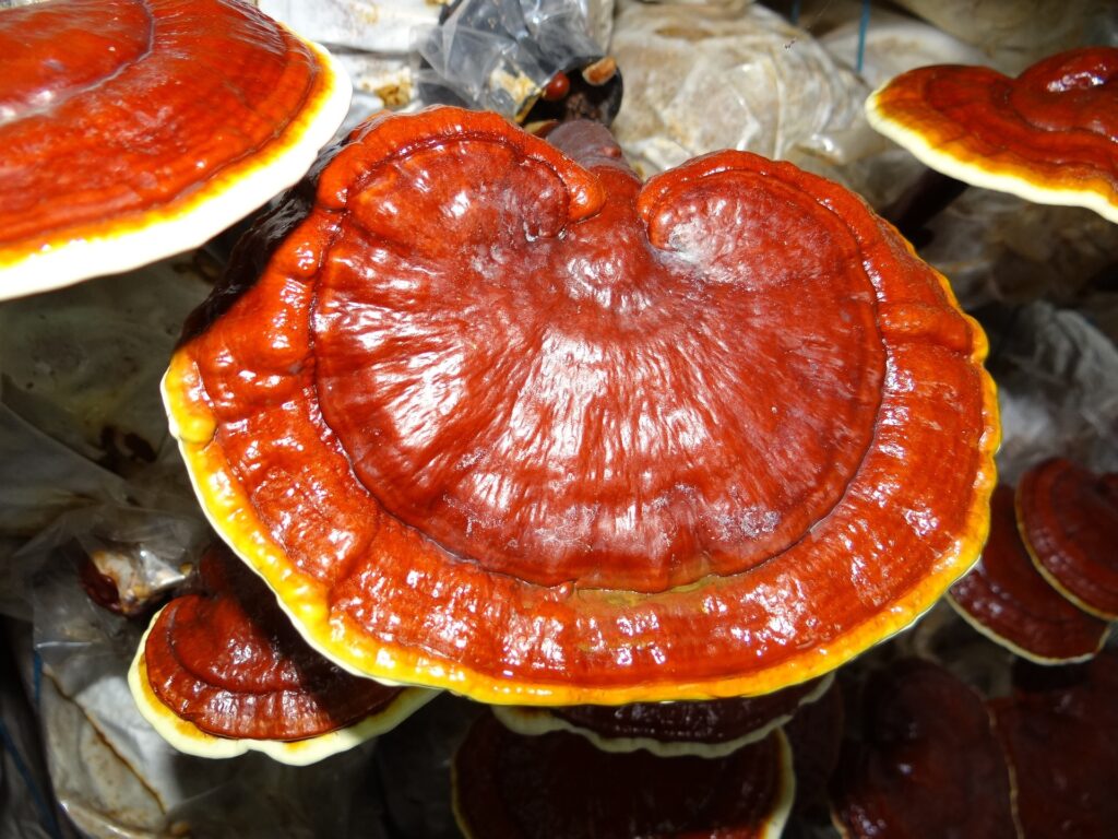 ganoderma-about